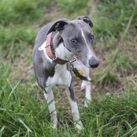 Magnifique whippet #1