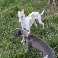Magnifique whippet #2
