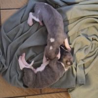 Magnifique whippet #5