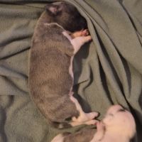 Magnifique whippet #6
