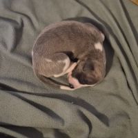Magnifique whippet #7