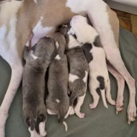 Magnifique whippet #8