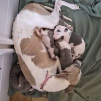 Magnifique whippet #9