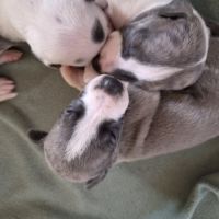 Magnifique whippet #0