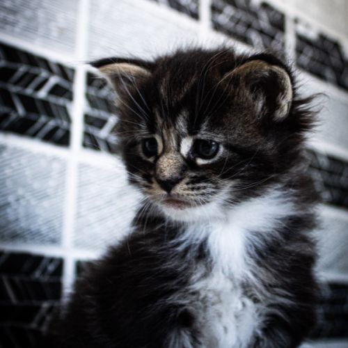 Femelle maine coon loof #1