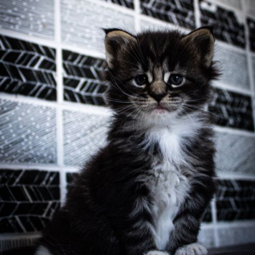 Femelle maine coon loof #2