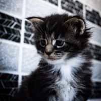 Femelle maine coon loof #1