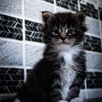 Femelle maine coon loof #2