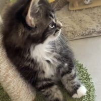 Femelle maine coon loof