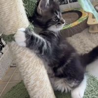 Femelle maine coon loof #4