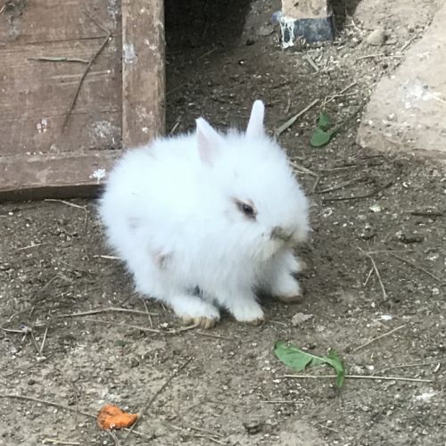Adorables lapins nains à venelles #5