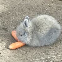 Adorables lapins nains à venelles #2