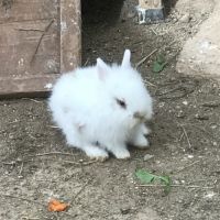 Adorables lapins nains à venelles #5
