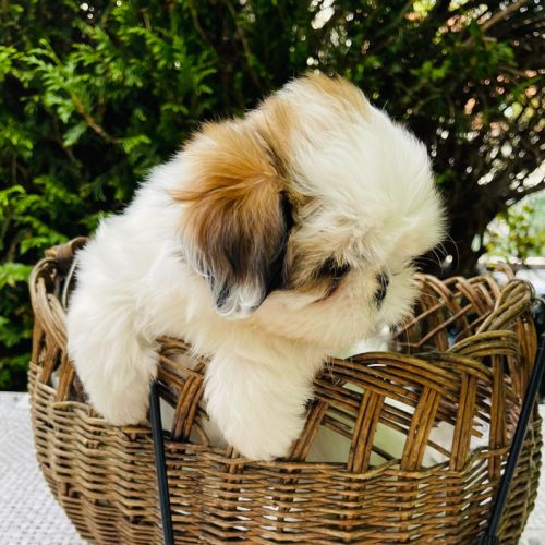 Adorables chiots shih tzu #2