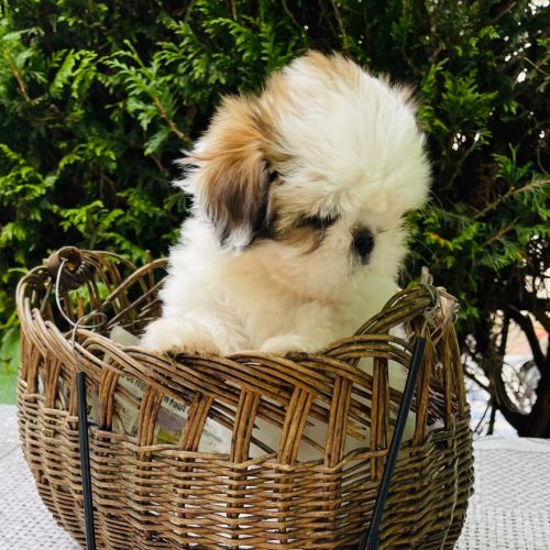 Adorables chiots shih tzu #3