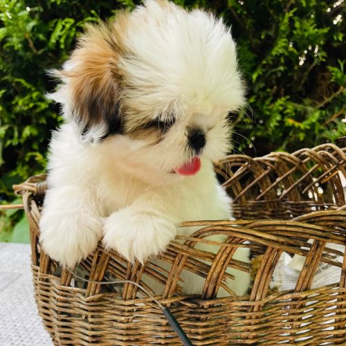 Adorables chiots shih tzu