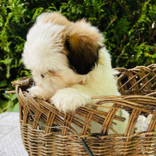 Adorables chiots shih tzu #5