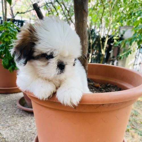 Adorables chiots shih tzu #8