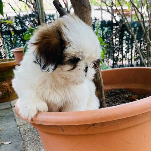 Adorables chiots shih tzu #9