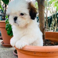 Adorables chiots shih tzu #1