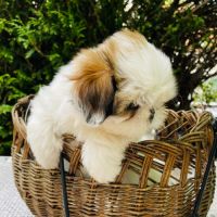 Adorables chiots shih tzu #2