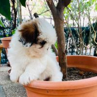 Adorables chiots shih tzu #6