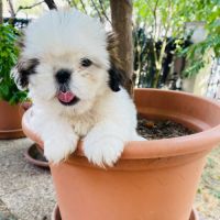 Adorables chiots shih tzu #7