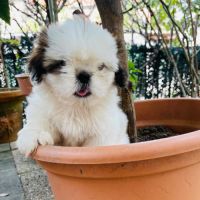 Adorables chiots shih tzu #10