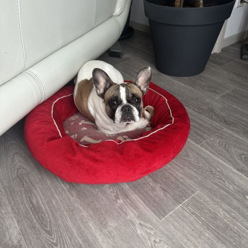 Donne bouledogue français #0