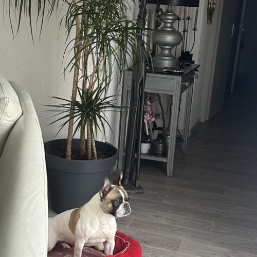 Donne bouledogue français #2