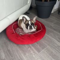 Donne bouledogue français