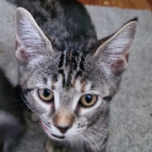 Chatons à adopter #0