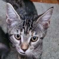 Chatons à adopter