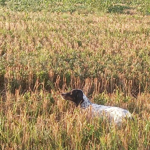 Thor setter anglais tricolore dispo pour saillie #3