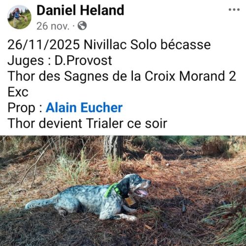 Thor setter anglais tricolore dispo pour saillie #8