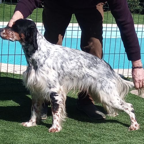 Thor setter anglais tricolore dispo pour saillie #9