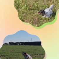 Thor setter anglais tricolore dispo pour saillie #2