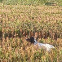 Thor setter anglais tricolore dispo pour saillie #3