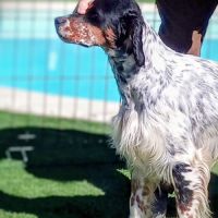 Thor setter anglais tricolore dispo pour saillie #5