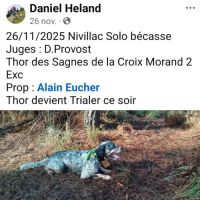 Thor setter anglais tricolore dispo pour saillie #8