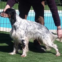 Thor setter anglais tricolore dispo pour saillie #9