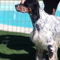 Thor setter anglais tricolore dispo pour saillie