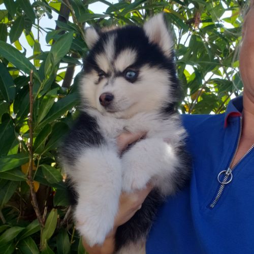 Pomsky chiots #1