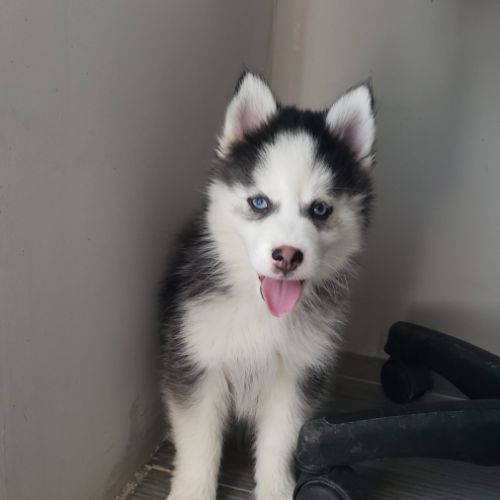 Pomsky chiots #3