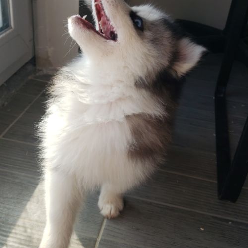 Pomsky chiots #4