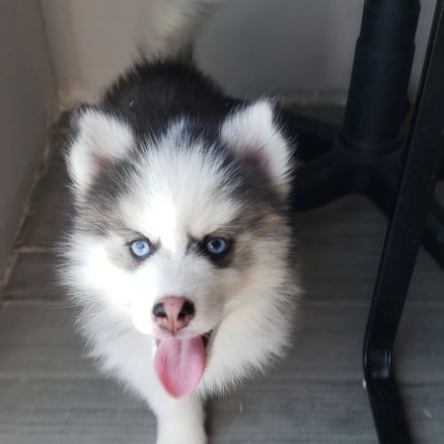 Pomsky chiots #5