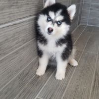 Pomsky chiots