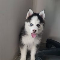Pomsky chiots #3
