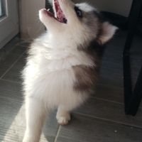 Pomsky chiots #4