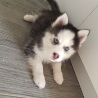 Pomsky chiots #6